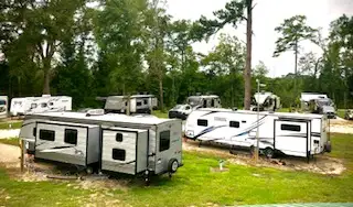 Several travel trailers and fifth-wheel RVs parked on grassy and gravel sites among tall pine trees at a wooded